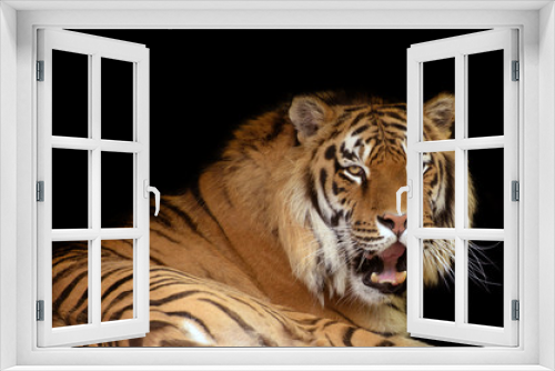 Fototapeta Naklejka Na Ścianę Okno 3D - Tiger