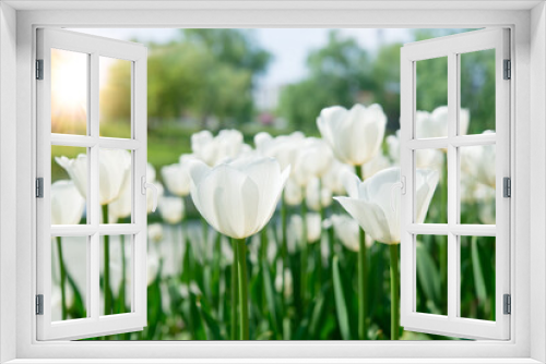 Fototapeta Naklejka Na Ścianę Okno 3D - White tulips bloom under sunshine in the garden.	