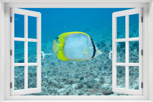 Fototapeta Naklejka Na Ścianę Okno 3D - Spotfin Butterflyfish