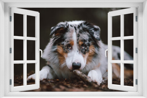 Fototapeta Naklejka Na Ścianę Okno 3D - portrait of a dog australian shepherd