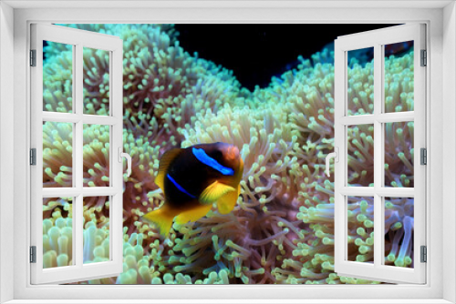 Fototapeta Naklejka Na Ścianę Okno 3D - clown fish red sea, underwater reef anemone