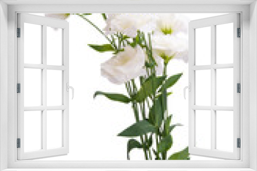 Fototapeta Naklejka Na Ścianę Okno 3D - eustoma flowers isolated