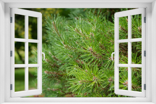 Fototapeta Naklejka Na Ścianę Okno 3D - Green Pine tree, macro, selective focus.