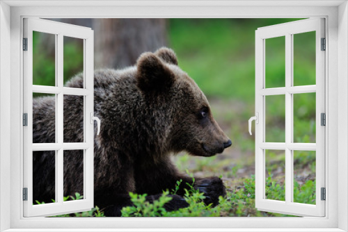 Fototapeta Naklejka Na Ścianę Okno 3D - Brown Bear lying
