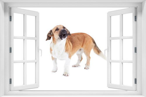 Fototapeta Naklejka Na Ścianę Okno 3D - Close up portrait photo of an adorable mongrel dog isolated on white