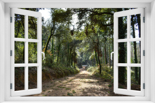 Fototapeta Naklejka Na Ścianę Okno 3D - Bosque verde con camino