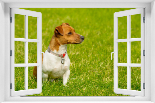 Fototapeta Naklejka Na Ścianę Okno 3D - portrait of a jack russell terrier with different emotions on the green grass.the dog looks attentively at something.jack russell on the green grass with free space for text.