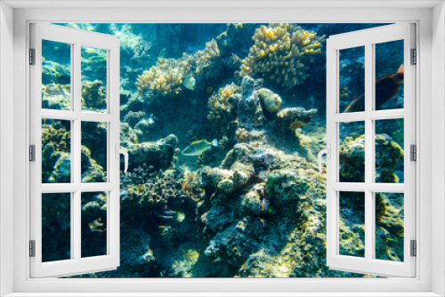 Fototapeta Naklejka Na Ścianę Okno 3D - Colonies of the corals and tropical fishes at coral reef in Red sea