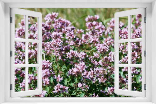 Fototapeta Naklejka Na Ścianę Okno 3D - Echter Dost (Origanum vulgare)