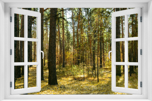 Fototapeta Naklejka Na Ścianę Okno 3D - Thicket of autumn forest on a sunny day
