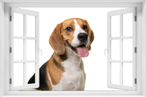 Fototapeta Naklejka Na Ścianę Okno 3D - Portrait of a beagle dog smiling looking at the camera isolated on a white background