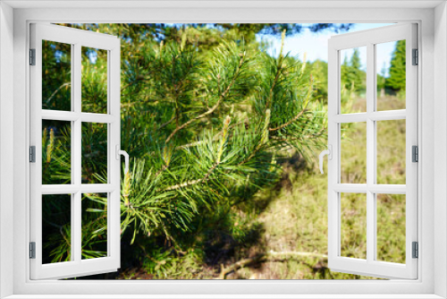Fototapeta Naklejka Na Ścianę Okno 3D - Close up of pine tree flowers