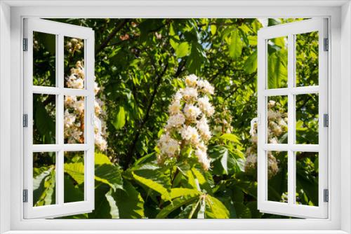 Fototapeta Naklejka Na Ścianę Okno 3D - White chestnut flowers on tree leaves background. Selective focus.
