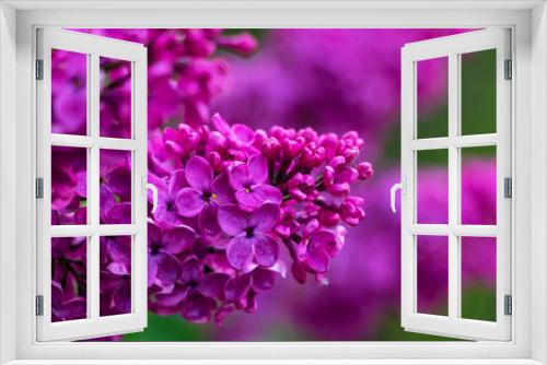 Fototapeta Naklejka Na Ścianę Okno 3D - Flowering bush of purple lilac in the spring garden in the sun
