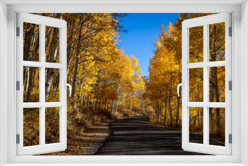 Fototapeta Naklejka Na Ścianę Okno 3D - Golden Autumn Leaves on Aspen Trees Lining an Asphalt Road in the Fall