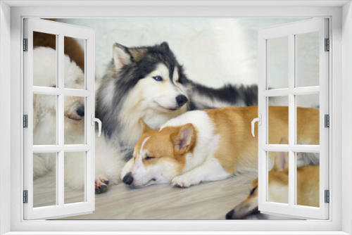 Fototapeta Naklejka Na Ścianę Okno 3D - Happy dogs or puppy smiling in cafe restaurant. Pet animal.