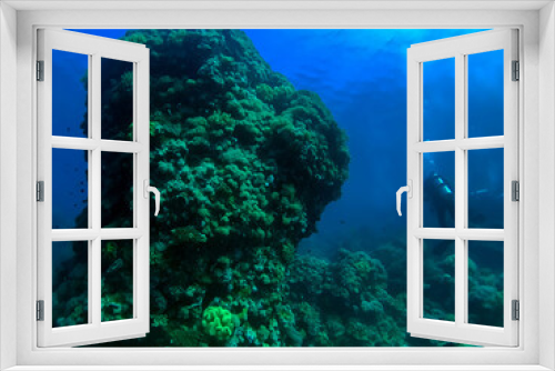 Fototapeta Naklejka Na Ścianę Okno 3D - scuba diver and coral