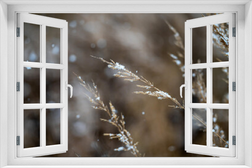 Fototapeta Naklejka Na Ścianę Okno 3D - Winter view with snowy stalks of dry grass on a blurred background during a snowfall. Closeup