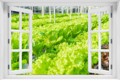 Fototapeta Naklejka Na Ścianę Okno 3D - Organic hydroponic vegetable garden open farm nobody, only table.