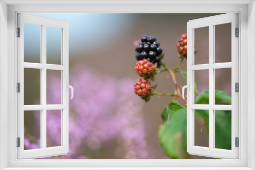Fototapeta Naklejka Na Ścianę Okno 3D - Bramble berries and heath