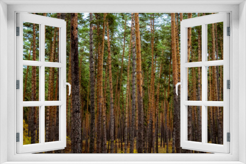 Fototapeta Naklejka Na Ścianę Okno 3D - Trunks of trees in a dense forest.