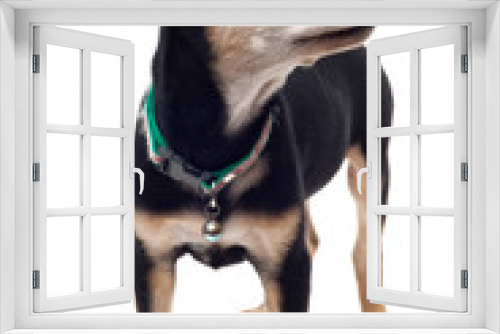 Fototapeta Naklejka Na Ścianę Okno 3D - Dog isolated