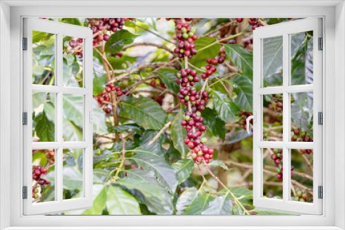Fototapeta Naklejka Na Ścianę Okno 3D - ripe arabica coffee beans on brance tree in farm.green Robusta and arabica coffee berries by agriculturist hands,Worker Harvest arabica coffee berries on its branch, agriculture concept.
