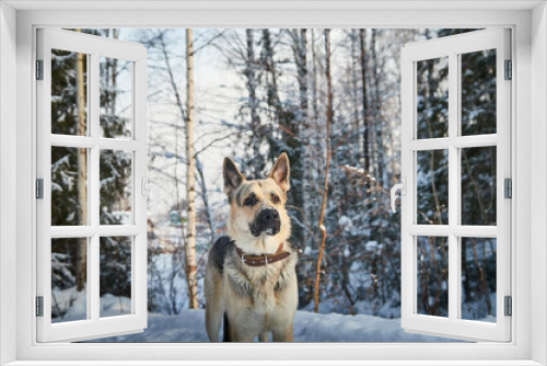 Fototapeta Naklejka Na Ścianę Okno 3D - Dog German Shepherd outdoors in the forest in a winter day. Russian guard dog Eastern European Shepherd in nature on the snow and white trees covered snow