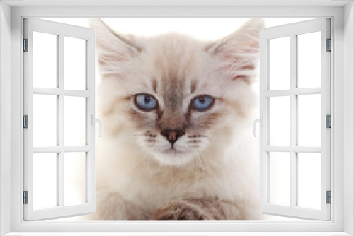 Fototapeta Naklejka Na Ścianę Okno 3D - Kitten