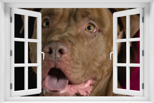 Fototapeta Naklejka Na Ścianę Okno 3D - Portrait of a beautiful thoroughbred American Pit Bull Terrier in the studio, close-up.