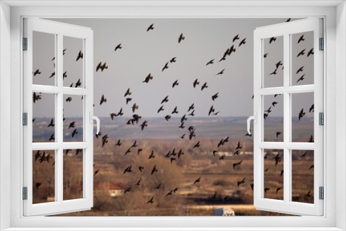Fototapeta Naklejka Na Ścianę Okno 3D - The flock of starlings birds on the evening sky Sunset color.