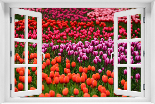 Fototapeta Naklejka Na Ścianę Okno 3D - glade of tulips
