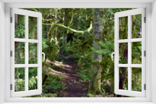 Fototapeta Naklejka Na Ścianę Okno 3D - Outdoor winter West Coast forest hiking trails in the rainforest. Nature background.