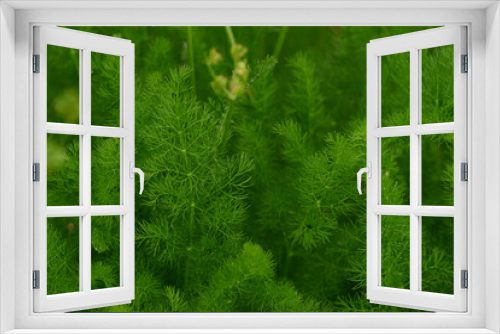 Fototapeta Naklejka Na Ścianę Okno 3D - Bärwurz (Meum athamanticum)