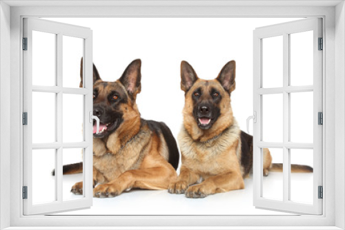 Fototapeta Naklejka Na Ścianę Okno 3D - Two German Shepherd dogs