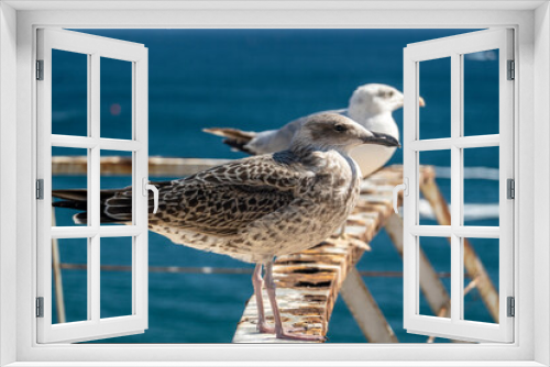 Fototapeta Naklejka Na Ścianę Okno 3D - juvenile seagulls near the docks