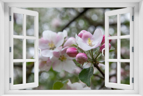 Fototapeta Naklejka Na Ścianę Okno 3D - Spring. Apple blossom. Flowers. Blossom. 