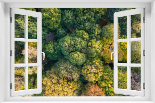 Fototapeta Naklejka Na Ścianę Okno 3D - Summer in forest aerial top view. Mixed forest, green deciduous trees. Soft light in countryside woodland or park. Drone shoot above colorful green texture in nature. High quality photo