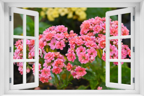 Fototapeta Naklejka Na Ścianę Okno 3D - kalanchoe blossfeldiana pink flowering in garden.