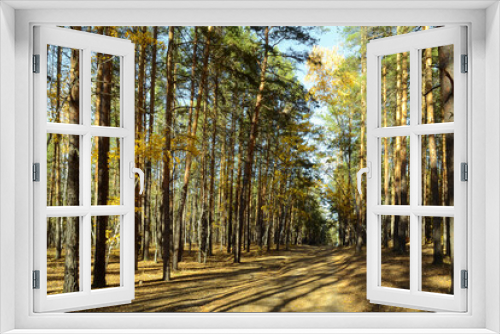 Fototapeta Naklejka Na Ścianę Okno 3D - Many trees in a dense thicket of a mixed autumn forest on a sunny day