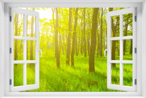 Fototapeta Naklejka Na Ścianę Okno 3D - green oak forest glade in light of sparkle sun