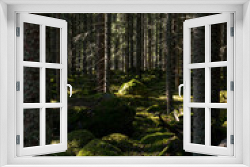 Fototapeta Naklejka Na Ścianę Okno 3D - Magical fairytale forest. Conferois forest covered of green moss.