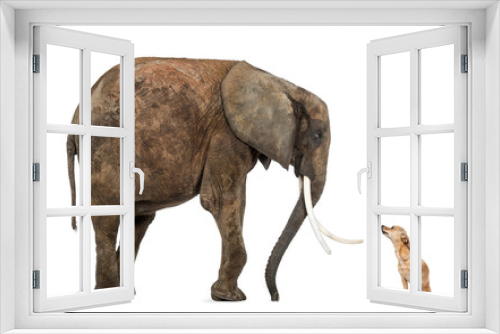 Fototapeta Naklejka Na Ścianę Okno 3D - African elephant and Chihuahua looking at each other, isolated