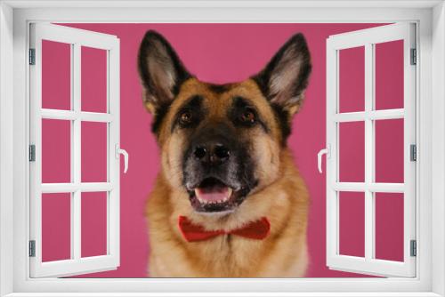 Fototapeta Naklejka Na Ścianę Okno 3D - Congratulations for wedding, anniversary or birthday. Dog's muzzle in wrong proportions due to wide-angle lens. Postcard with pet on pink. German Shepherd dog wears bow tie and looks up smiling.