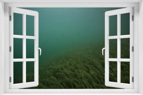 Fototapeta Naklejka Na Ścianę Okno 3D - underwater landscape green algae background abstract water
