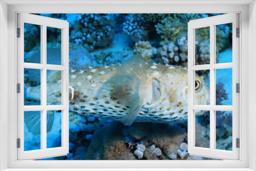 Fototapeta Naklejka Na Ścianę Okno 3D - puffer fish underwater photo animals wildlife red sea egypt