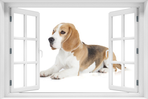 Fototapeta Naklejka Na Ścianę Okno 3D - Beagle dog on a white background