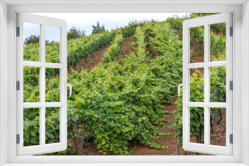 Fototapeta Naklejka Na Ścianę Okno 3D - Campo de cultivo de vid en el norte de Tenerife, Canarias