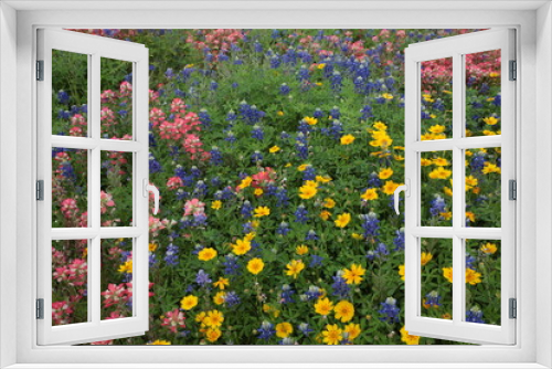 Fototapeta Naklejka Na Ścianę Okno 3D - Wildflowers in a Texas field.