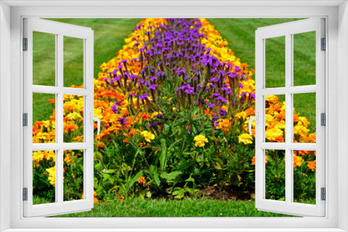 Fototapeta Naklejka Na Ścianę Okno 3D - zatrwian wrębny i aksamitka rozpierzchła (Tagetes patula, Limonium sinuatum), fioletowe i pomarańczowe kwiaty na trawniku, purple and orange flowers 